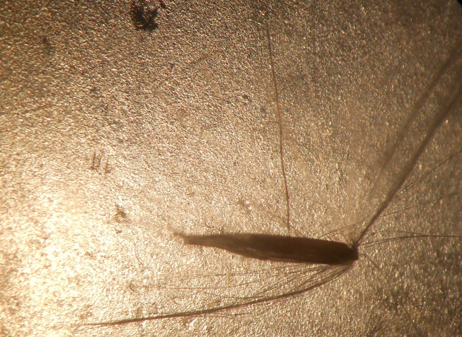 Calamagrostis epigejos (L.) Roth subsp. epigejos / Cannella delle paludi